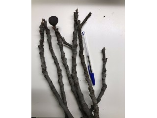‘Figo Preto’ - “Black Madeira” - 5 strong Fig Tree cuttings!