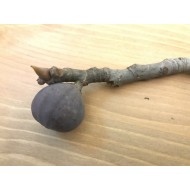 “Genovese Nero” - 3 strong Fig Tree cuttings!  “Genovese Nero” - 3 strong Fig Tree cuttings!