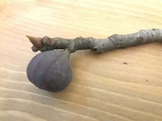 “Genovese Nero” - 3 strong Fig Tree cuttings!  “Genovese Nero” - 3 strong Fig Tree cuttings!