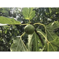 “Kalamon” Figs - Very Rare - 5 strong Fig Tree cuttings! “Kalamon” Figs - Very Rare - 5 strong Fig Tree cuttings!