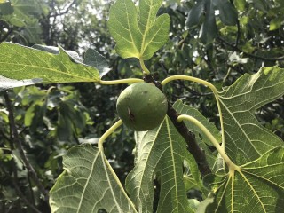 “Kalamon” Figs - Very Rare - 5 strong Fig Tree cuttings! “Kalamon” Figs - Very Rare - 5 strong Fig Tree cuttings!