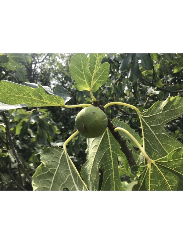 “Kalamon” Figs - Very Rare - 5 strong Fig Tree cuttings!