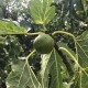 “Kalamon” Figs - Very Rare - 5 strong Fig Tree cuttings!