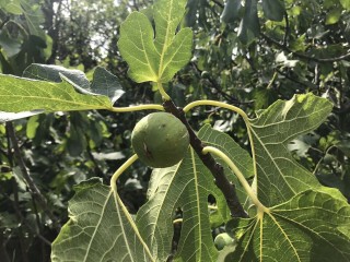 “Kalamon” Figs - Very Rare - 5 strong Fig Tree cuttings! “Kalamon” Figs - Very Rare - 5 strong Fig Tree cuttings!