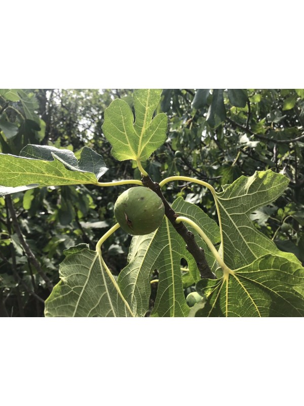 “Kalamon” Figs - Very Rare - 5 strong Fig Tree cuttings!