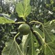 “Kalamon” Figs - Very Rare - 5 strong Fig Tree cuttings!
