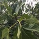“Kalamon” Figs - Very Rare - 5 strong Fig Tree cuttings!