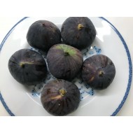 “Mavra Syka Markopoulou” - 5 strong Fig Tree cuttings! “Mavra Syka Markopoulou” - 5 strong Fig Tree cuttings!