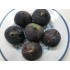 “Mavra Syka Markopoulou” - 5 strong Fig Tree cuttings!