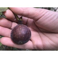 “Ronde de Bordeaux” *Extra Sweet* - 5 strong Fig Tree cuttings! “Ronde de Bordeaux” *Extra Sweet* - 5 strong Fig Tree cuttings!