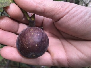 “Ronde de Bordeaux” *Extra Sweet* - 2 strong Fig Tree cuttings!