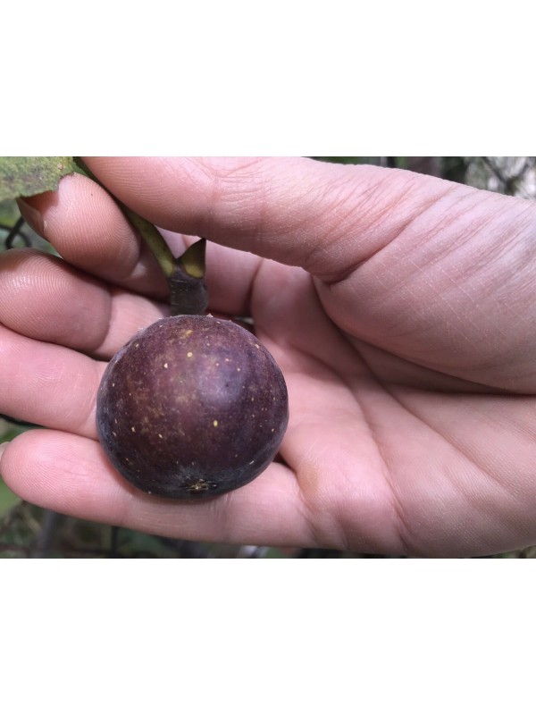 “Ronde de Bordeaux” *Extra Sweet* - 5 strong Fig Tree cuttings!