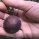 “Ronde de Bordeaux” *Extra Sweet* - 2 strong Fig Tree cuttings!
