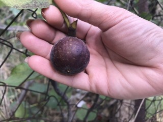 “Ronde de Bordeaux” *Extra Sweet* - 2 strong Fig Tree cuttings!