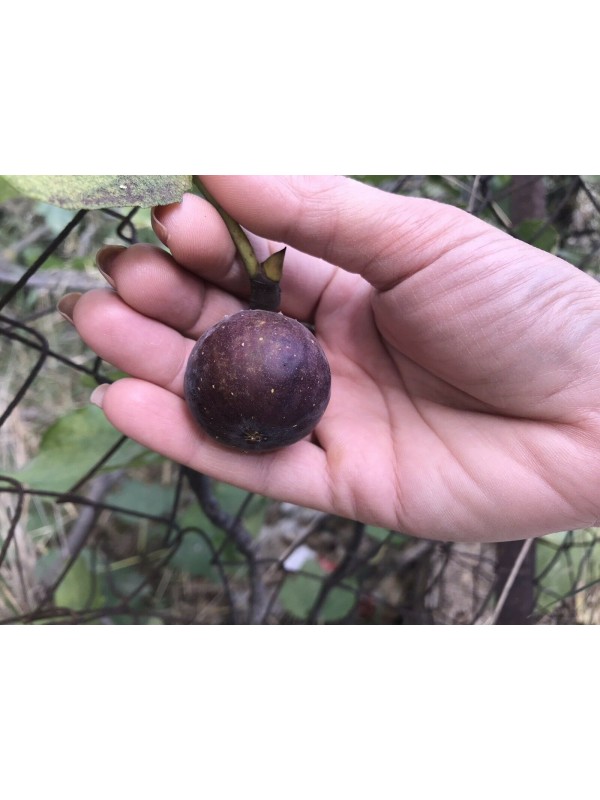 “Ronde de Bordeaux” *Extra Sweet* - 5 strong Fig Tree cuttings!