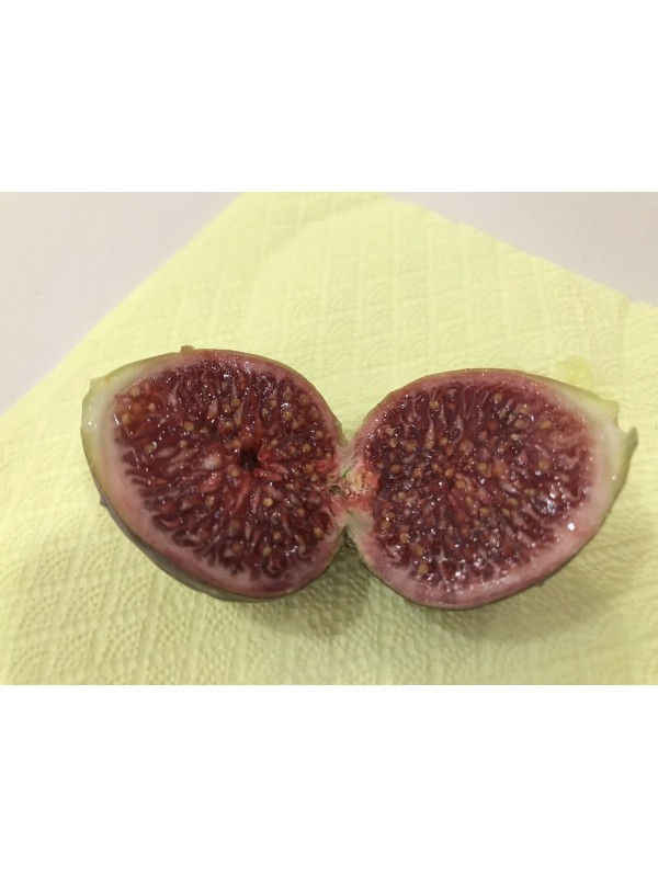 “Ronde de Bordeaux” *Extra Sweet* - 2 strong Fig Tree cuttings!