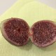 “Ronde de Bordeaux” *Extra Sweet* - 2 strong Fig Tree cuttings!