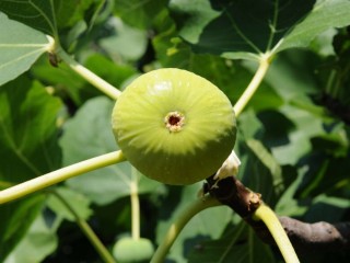 “Syka Kimis” Figs - 5 strong Fig Tree cuttings!  “Syka Kimis” Figs - 5 strong Fig Tree cuttings!