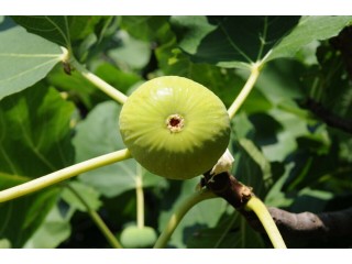  “Syka Kimis” Figs - 5 strong Fig Tree cuttings!