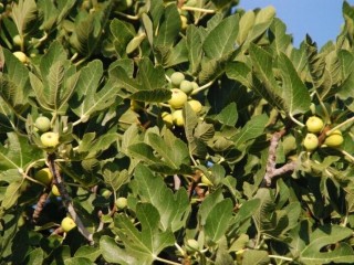“Syka Kimis” Figs - 5 strong Fig Tree cuttings!  “Syka Kimis” Figs - 5 strong Fig Tree cuttings!