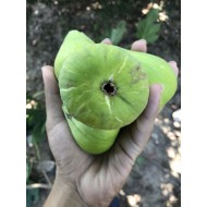 “Thrakis Aspra” Fig - Very Cold Hardy - 5 strong Fig Tree cuttings! “Thrakis Aspra” Fig - Very Cold Hardy - 5 strong Fig Tree cuttings!