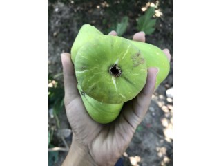 “Thrakis Aspra” Fig - Very Cold Hardy - 5 strong Fig Tree cuttings!