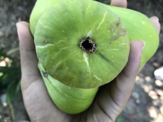 “Thrakis Aspra” Fig - Very Cold Hardy - 5 strong Fig Tree cuttings!