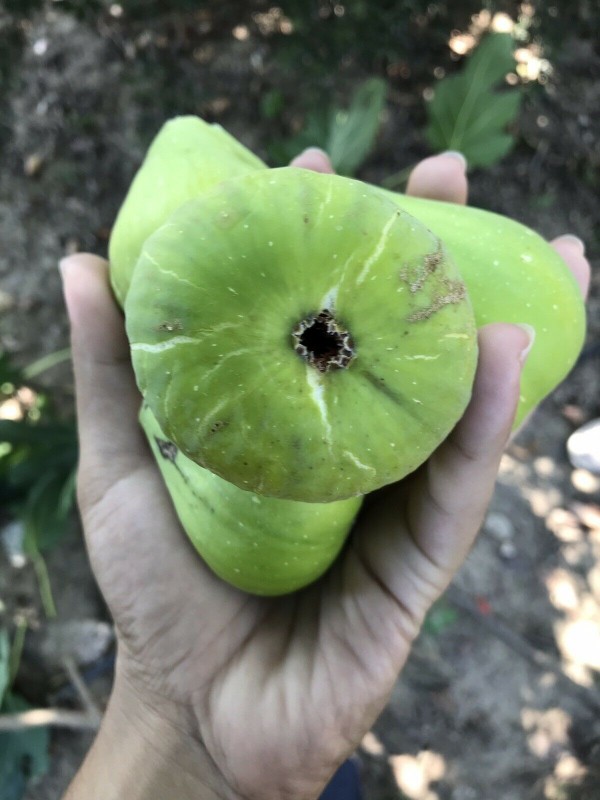 “Thrakis Aspra” Fig - Very Cold Hardy - 5 strong Fig Tree cuttings!