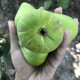 “Thrakis Aspra” Fig - Very Cold Hardy - 5 strong Fig Tree cuttings!
