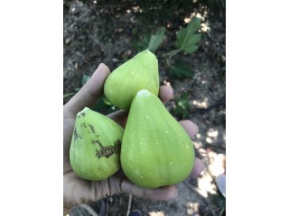 “Thrakis Aspra” Fig - Very Cold Hardy - 5 strong Fig Tree cuttings!