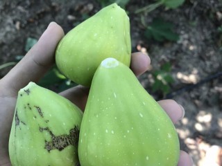 “Thrakis Aspra” Fig - Very Cold Hardy - 5 strong Fig Tree cuttings!