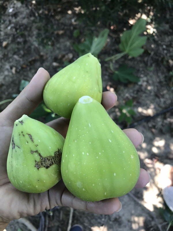 “Thrakis Aspra” Fig - Very Cold Hardy - 5 strong Fig Tree cuttings!