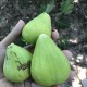 “Thrakis Aspra” Fig - Very Cold Hardy - 5 strong Fig Tree cuttings!