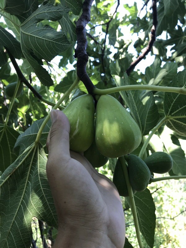 “Thrakis Aspra” Fig - Very Cold Hardy - 5 strong Fig Tree cuttings!