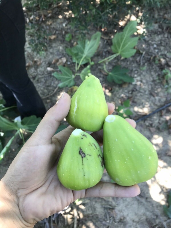 “Thrakis Aspra” Fig - Very Cold Hardy - 5 strong Fig Tree cuttings!