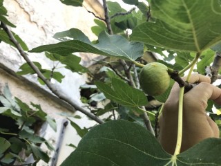 “Tsapelosyka” Figs - 5 strong Fig Tree cuttings!