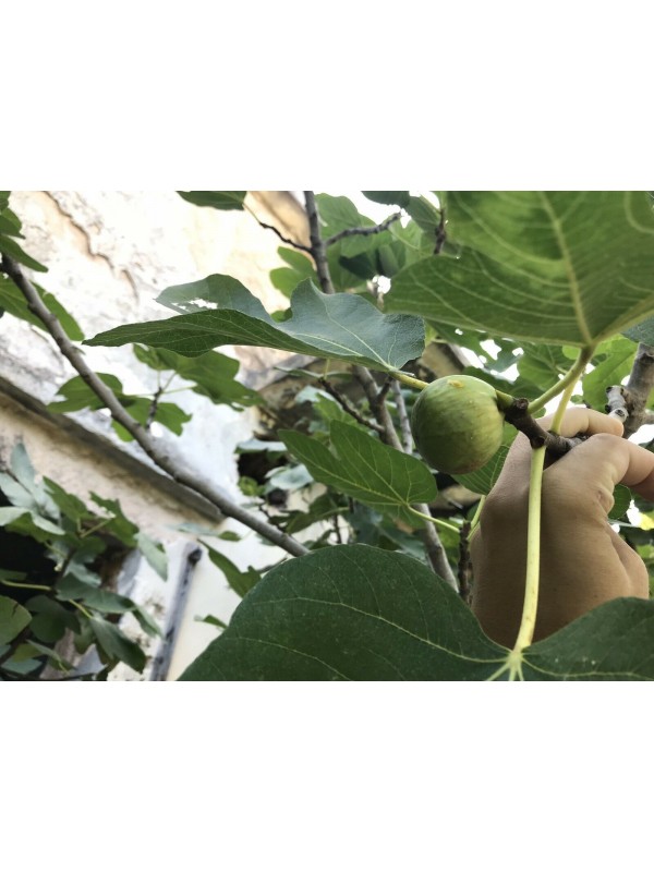 “Tsapelosyka” Figs - 5 strong Fig Tree cuttings!