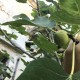 “Tsapelosyka” Figs - 5 strong Fig Tree cuttings!