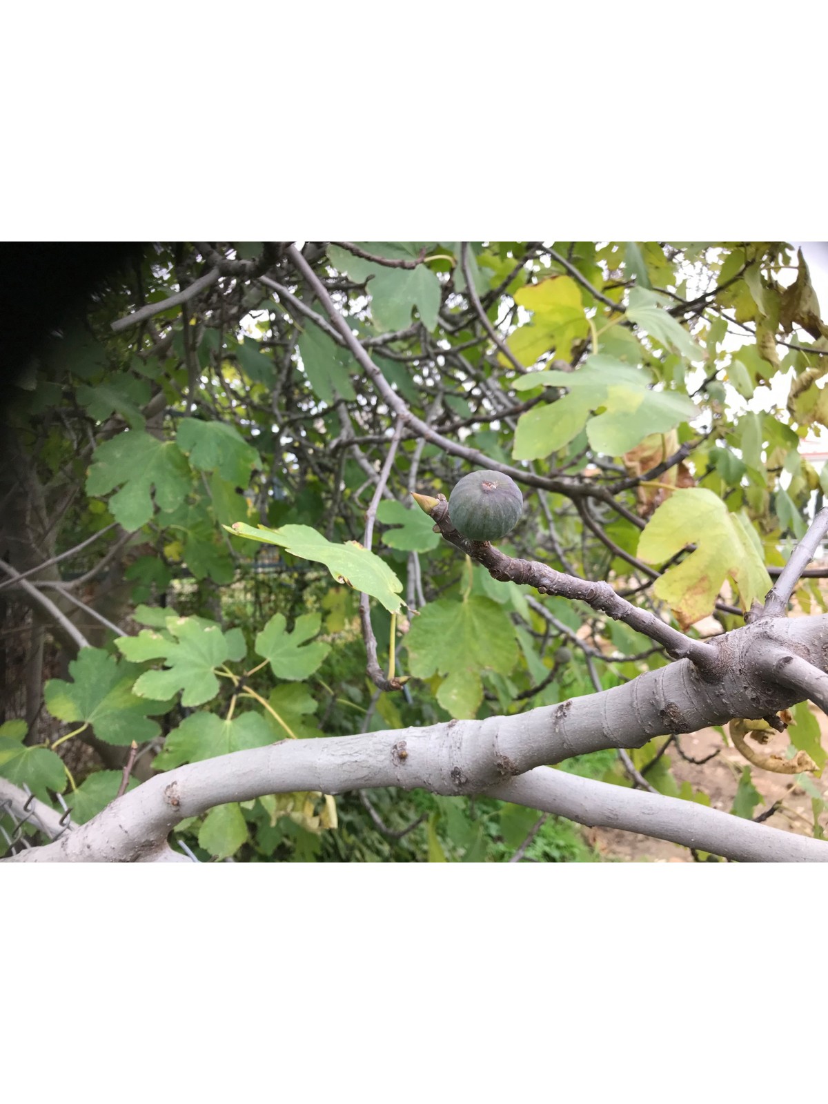 “Zarpountines” Figs *Earliest Black Fig* 5 strong Fig Tree cuttings!