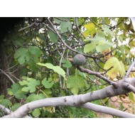 “Zarpountines” Figs *Earliest Black Fig*- 5 strong Fig Tree cuttings! “Zarpountines” Figs *Earliest Black Fig*- 5 strong Fig Tree cuttings!