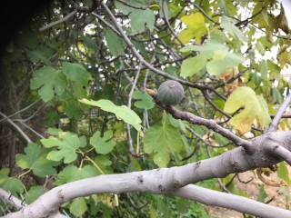 “Zarpountines” Figs *Earliest Black Fig*- 5 strong Fig Tree cuttings!