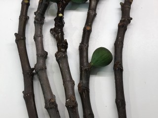 “Zarpountines” Figs *Earliest Black Fig*- 5 strong Fig Tree cuttings!