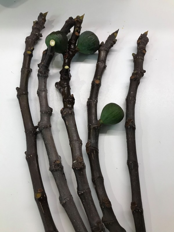 “Zarpountines” Figs *Earliest Black Fig*- 5 strong Fig Tree cuttings!
