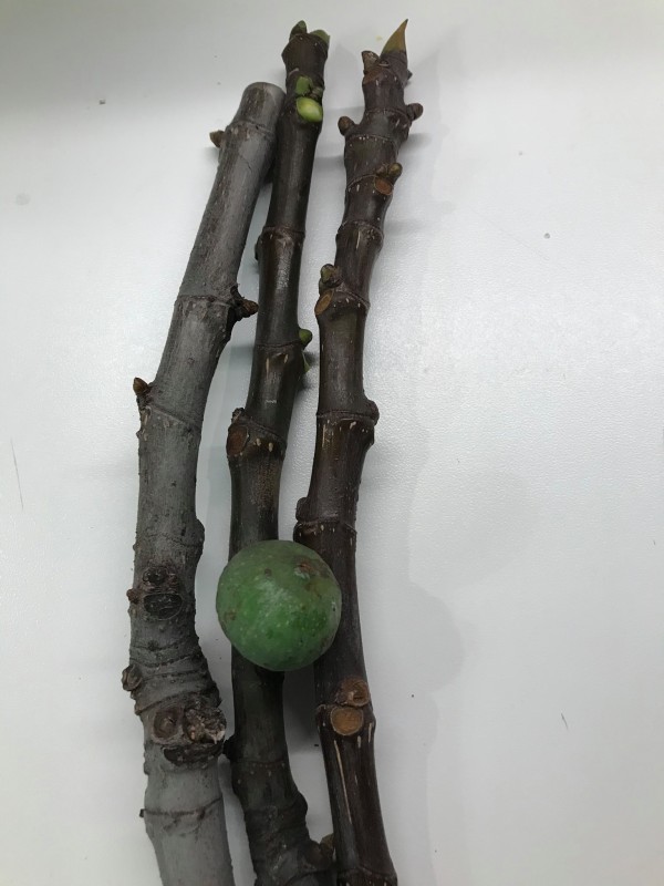 “Zarpountines” Figs *Earliest Black Fig*- 5 strong Fig Tree cuttings!