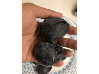 “Thrakis Mavra” Fig - Very Cold Hardy - 5 strong Fig Tree cuttings!