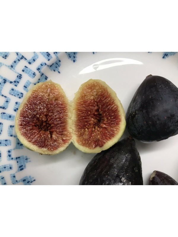 “Thrakis Mavra” Fig - Very Cold Hardy - 5 strong Fig Tree cuttings!